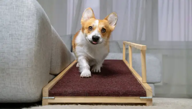 How To Use Ramps Safely For Dogs