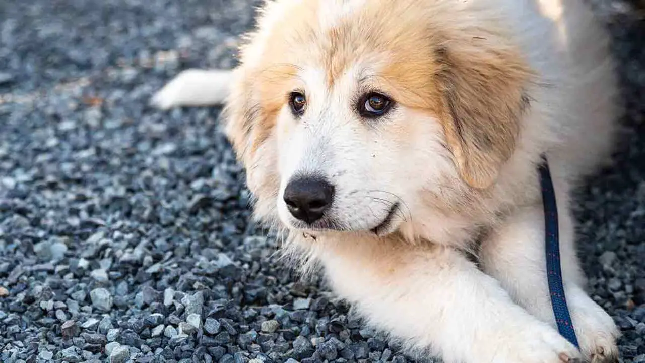 How Training Can Shape The Behavior Of Great Pyrenees With Other Dogs