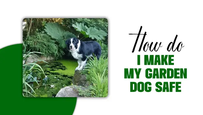 How Do I Make My Garden Dog Safe