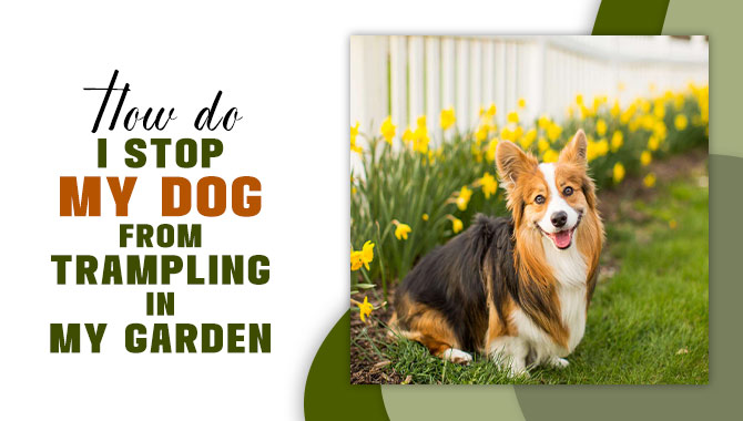 How Do I Stop My Dog From Trampling In My Garden