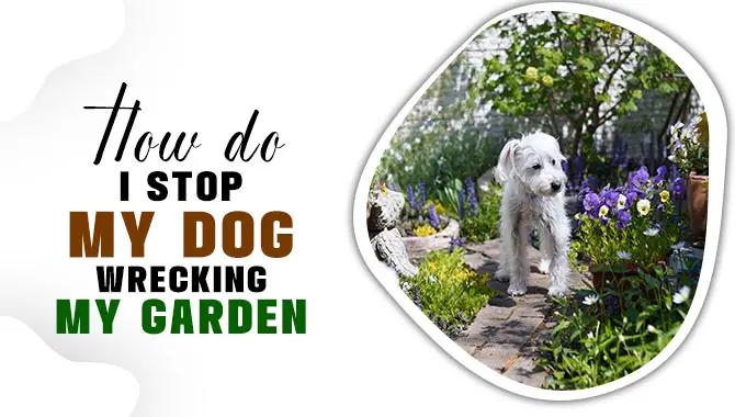 How Do I Stop My Dog Wrecking My Garden