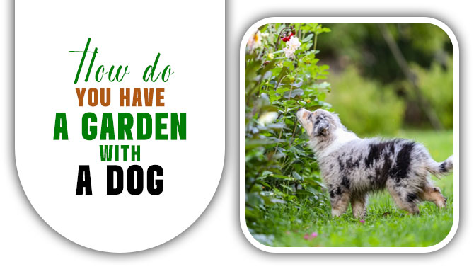 How Do You Have A Garden With A Dog