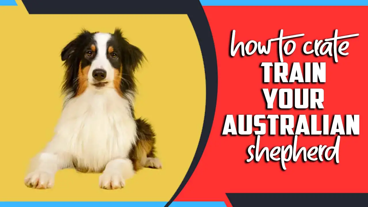 How To Crate Train Your Australian Shepherd