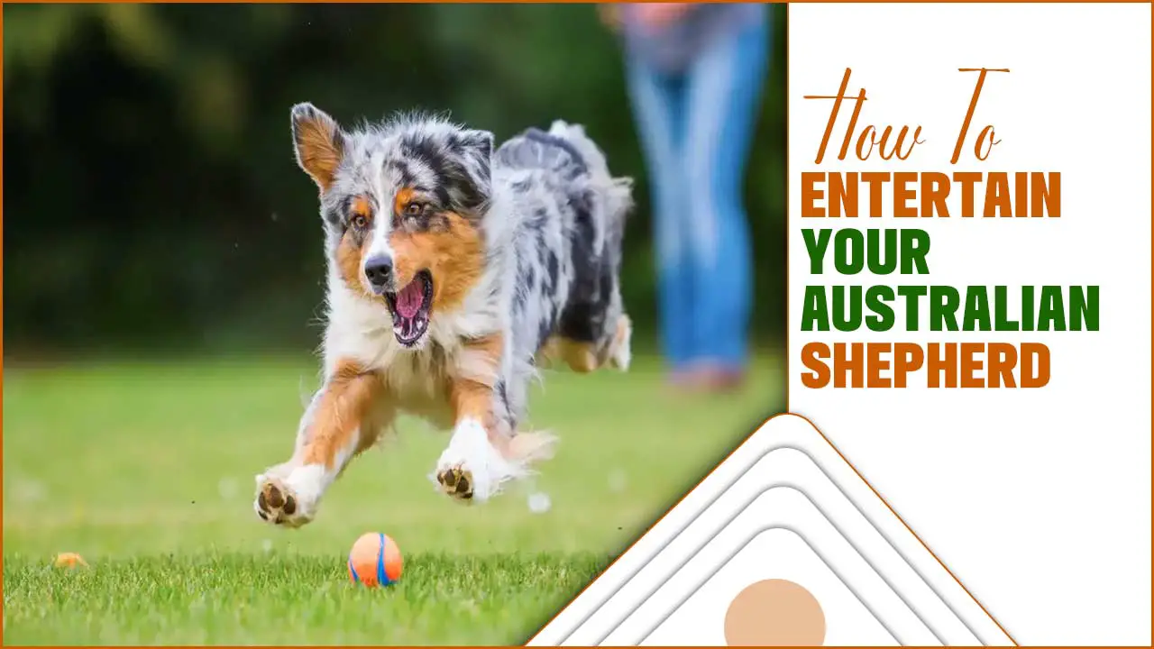 How To Entertain Your Australian Shepherd