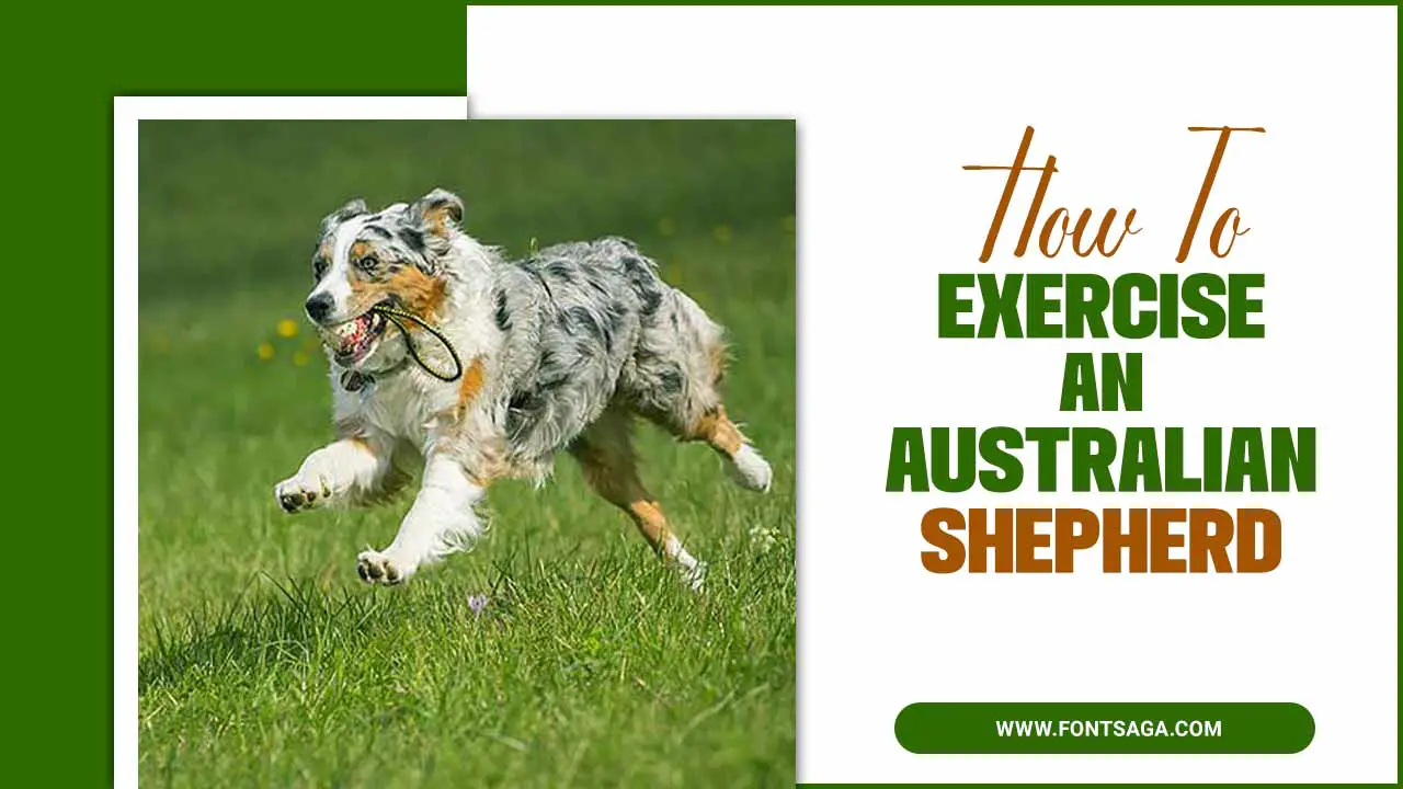 How To Exercise An Australian Shepherd