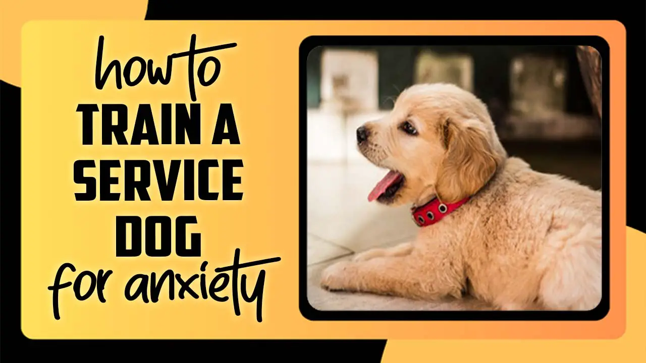 How To Train A Service Dog For Anxiety