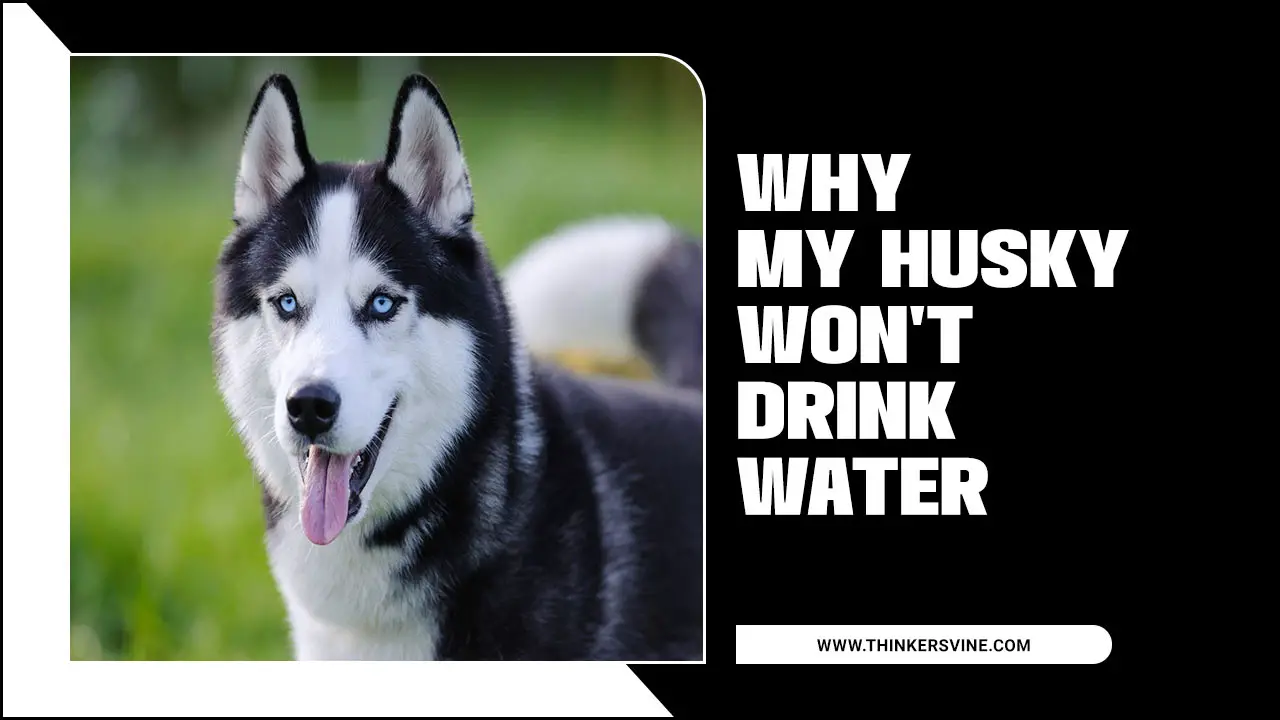 Husky Won't Drink Water