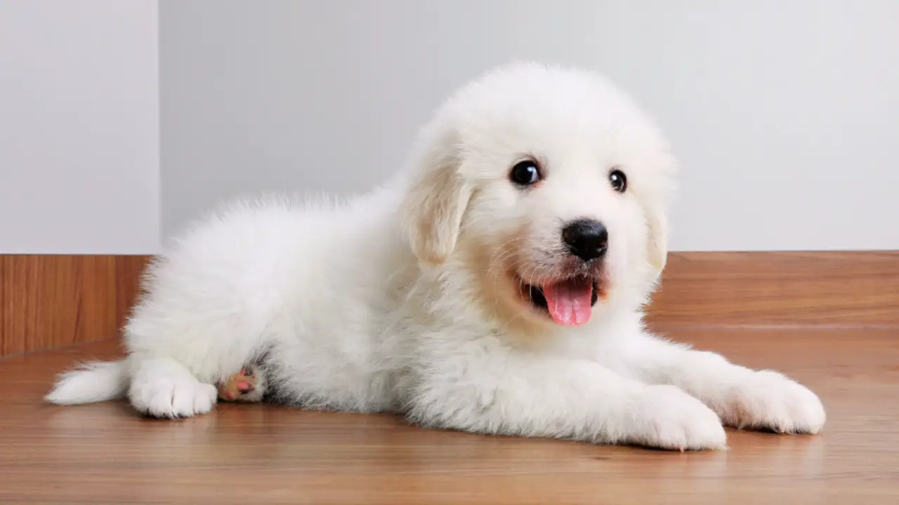 Identifying A Purebred Great Pyrenees Puppy