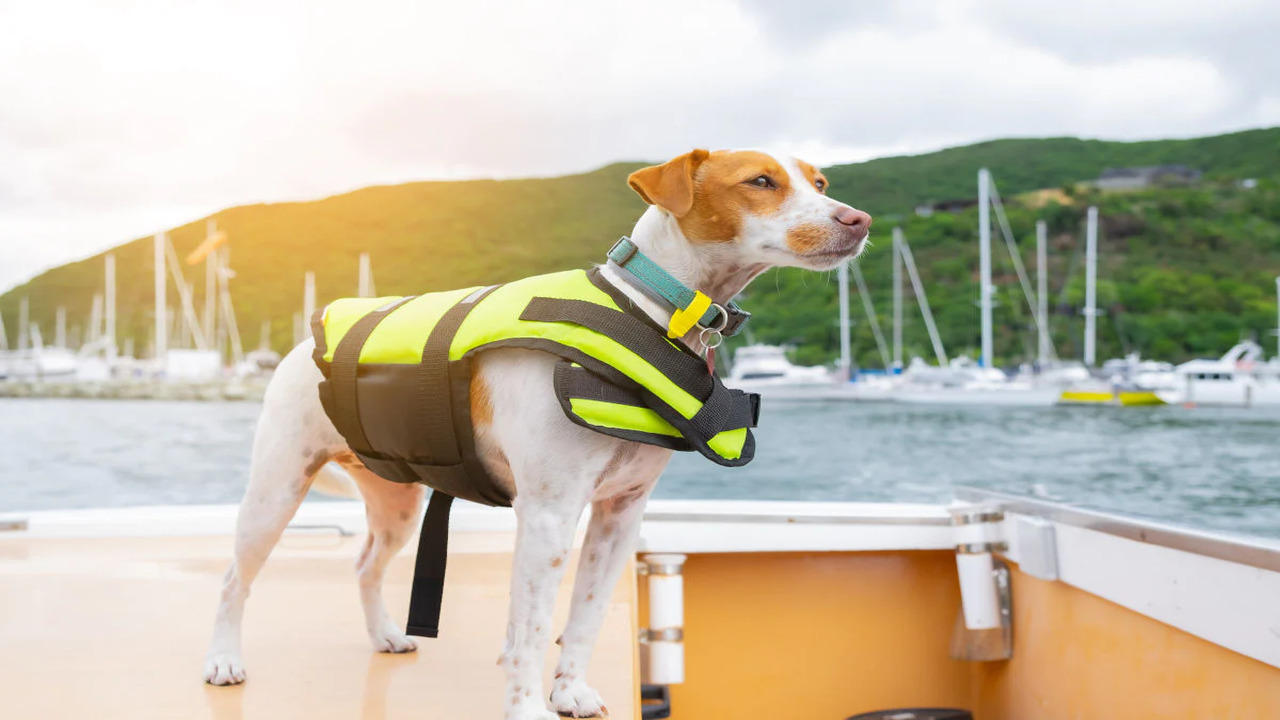 Importance Of Wearing A Life Jacket To A Dog