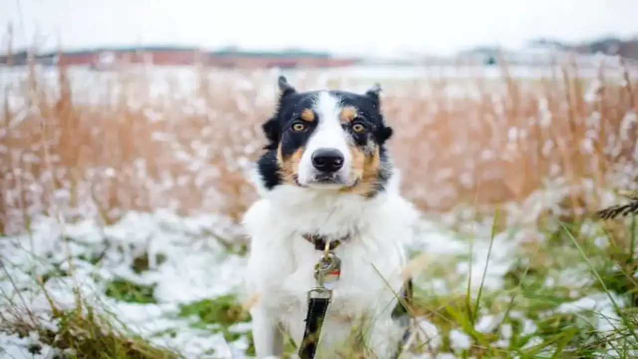 Insights On The Top Jobs For Your Border Collie
