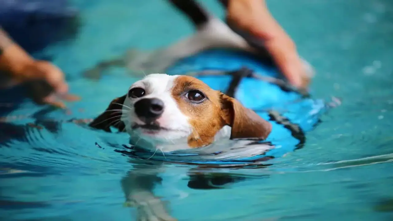 Introduce Your Dog To Water Gradually