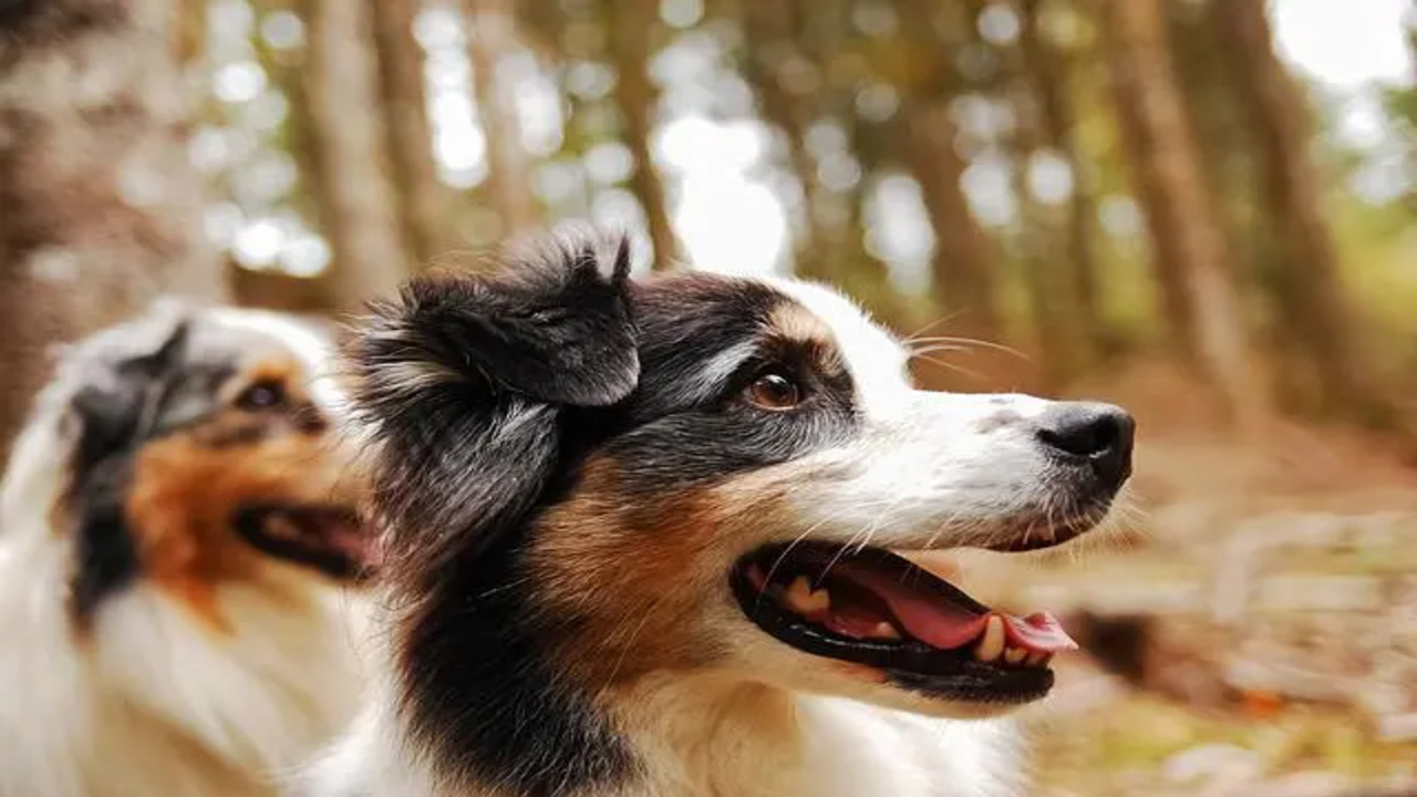 Introducing Your Australian Shepherd To New People And Pets