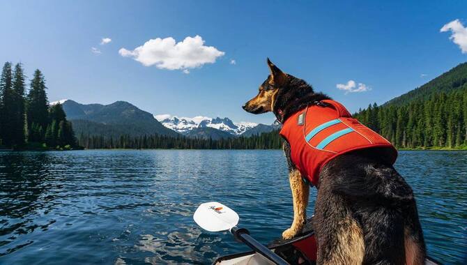 Introducing Your Dog To The Kayak In A Gradual And Positive Way