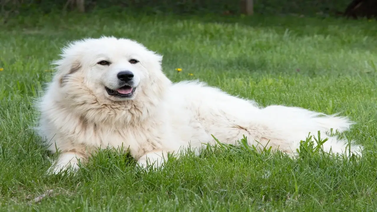 Is A Great Pyrenees Right For You