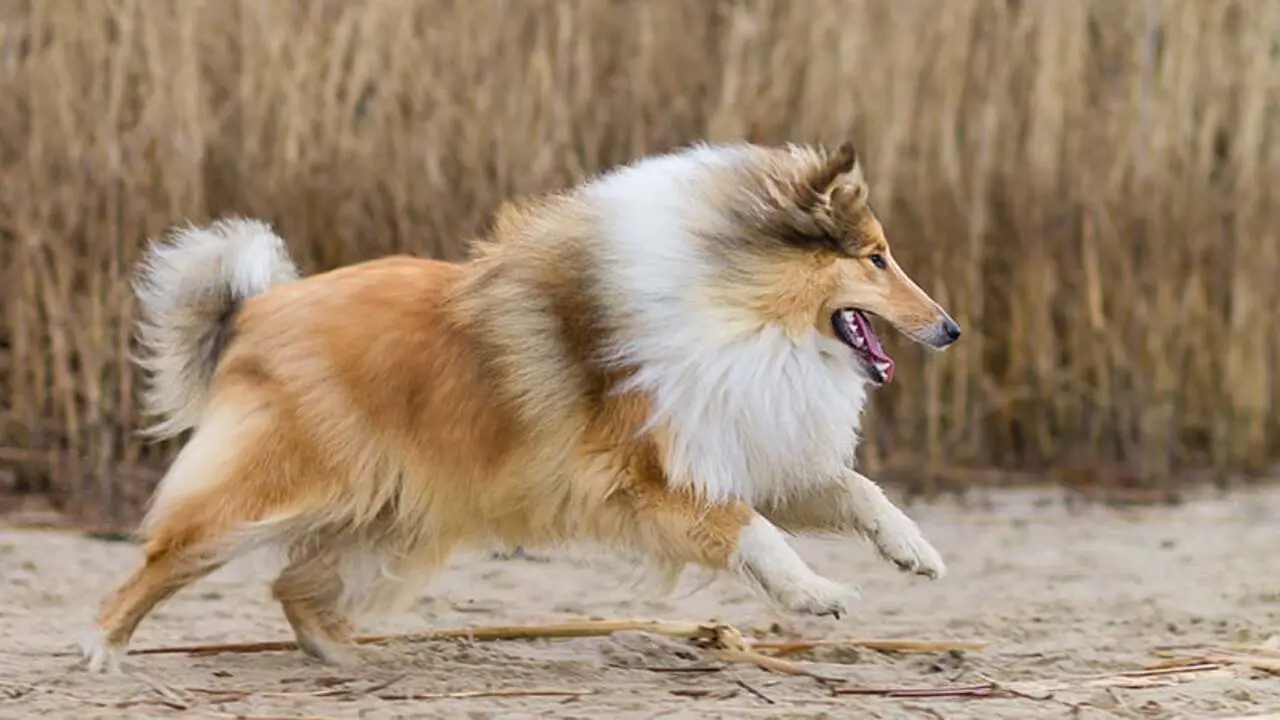 Is A Rough Collie The Right Fit For You