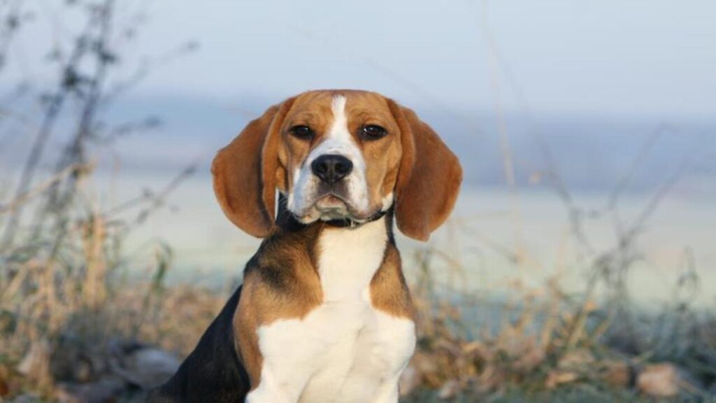 Jobs For Your Beagle A Guide To Finding The Right Fit