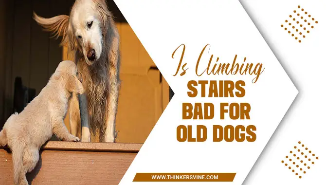 Is Climbing Stairs Bad For Old Dogs