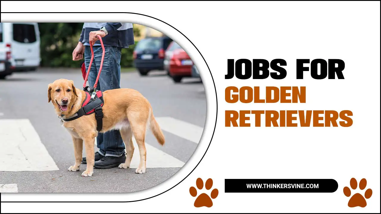 Jobs For Golden Retrievers