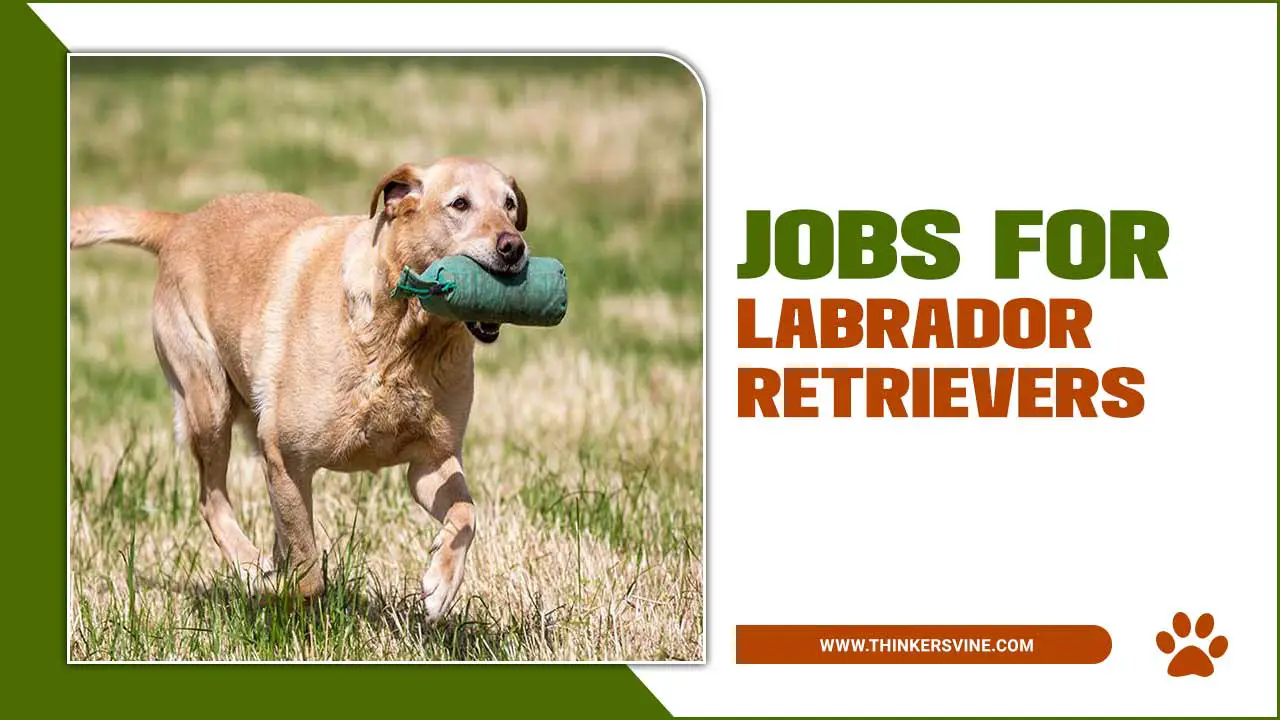 Jobs For Labrador Retrievers