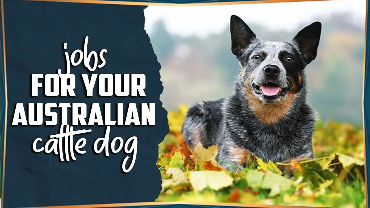 Jobs For Your Australian Cattle Dog