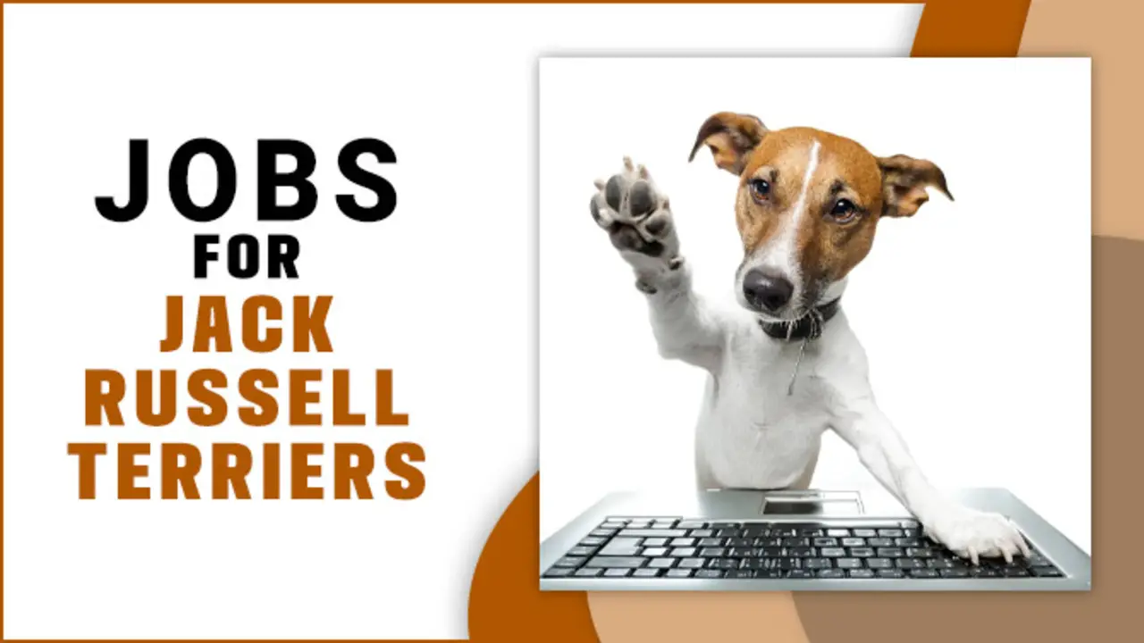 Jobs for Jack Russell Terriers