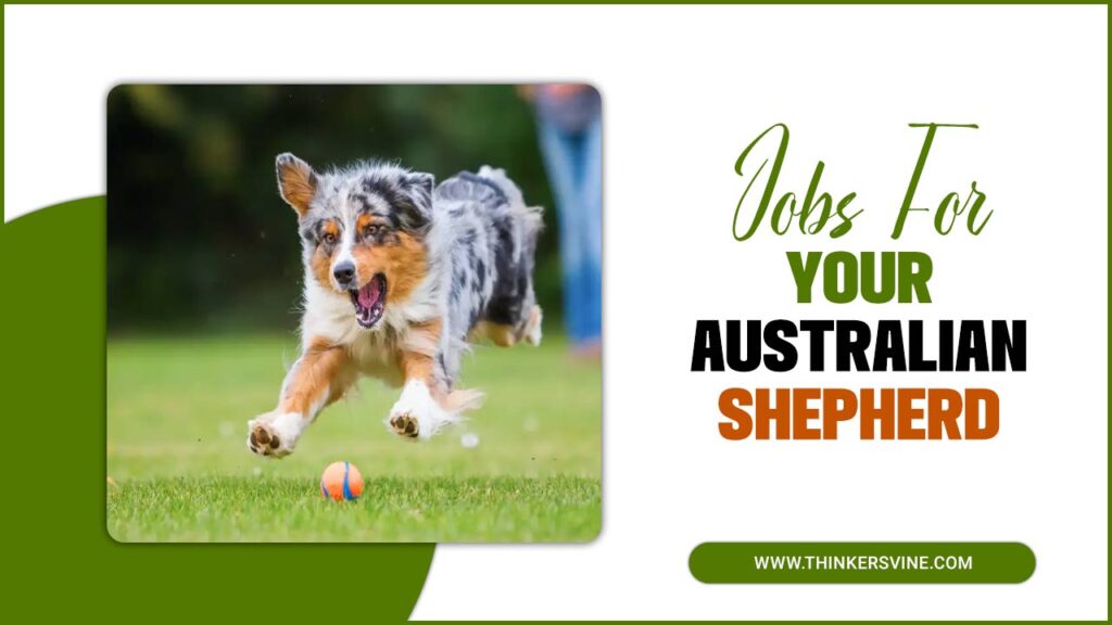 Jobs For Your Australian Shepherd Surprising 5 Steps