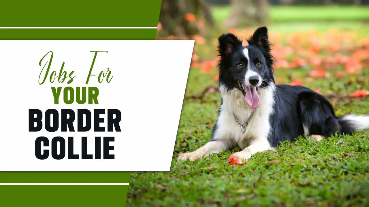 Jobs For Your Border Collie