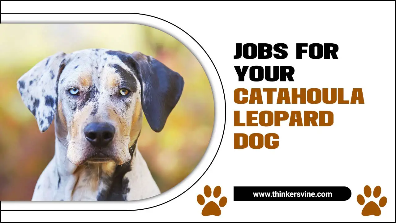 Jobs for Your Catahoula Leopard Dog