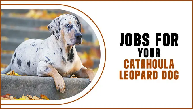 Jobs For Your Catahoula Leopard Dog