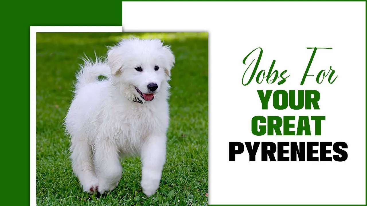 Jobs For Your Great Pyrenees