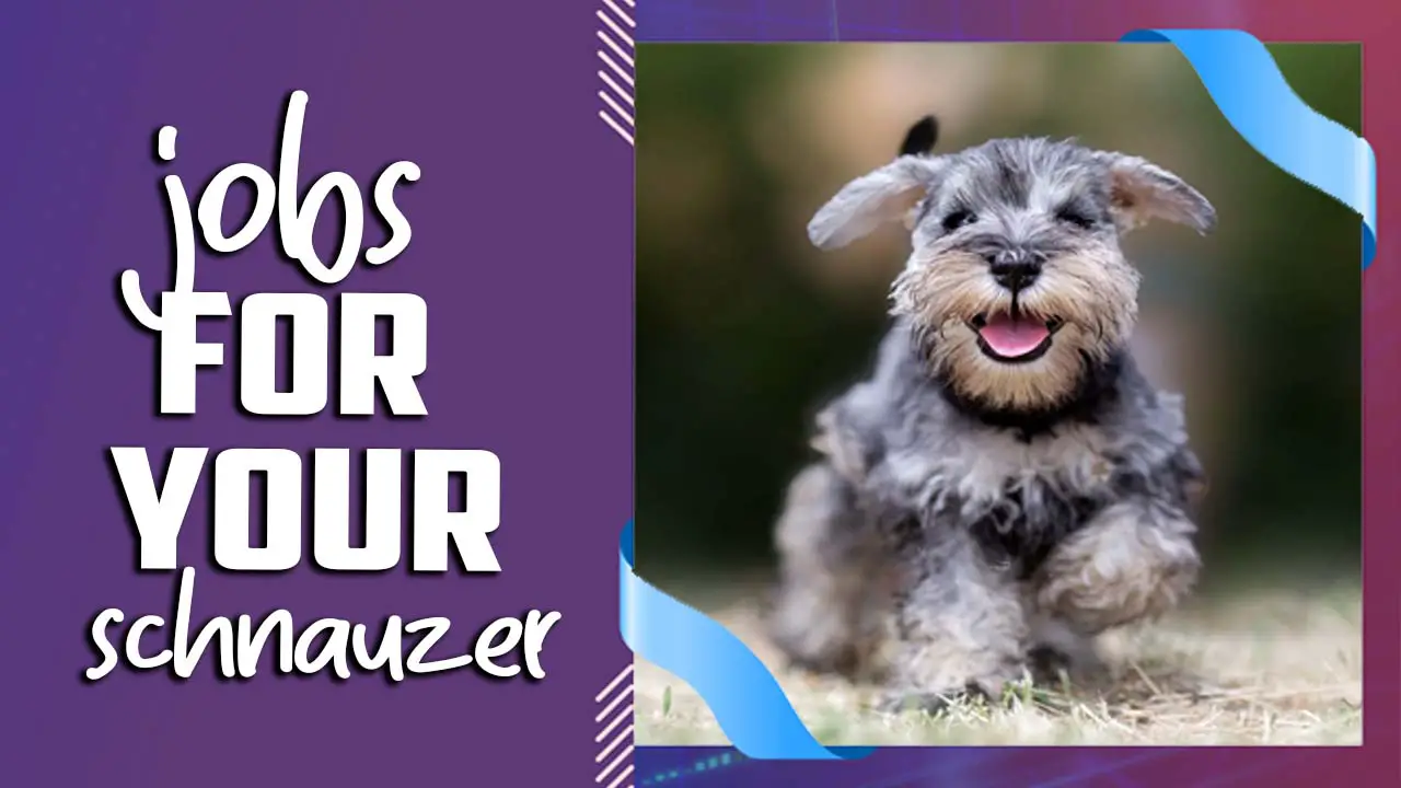 Jobs For Your Schnauzer