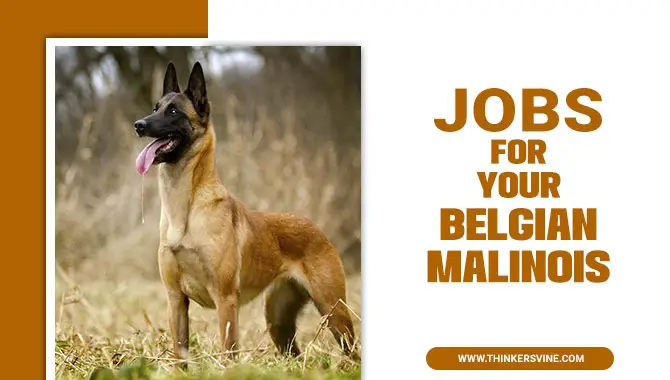 Jobs For Your Belgian Malinois