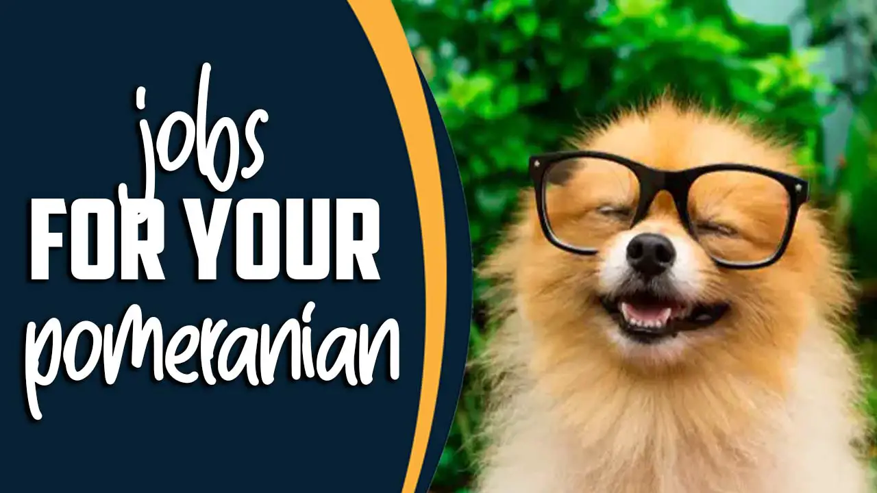 Jobs For Your Pomeranian
