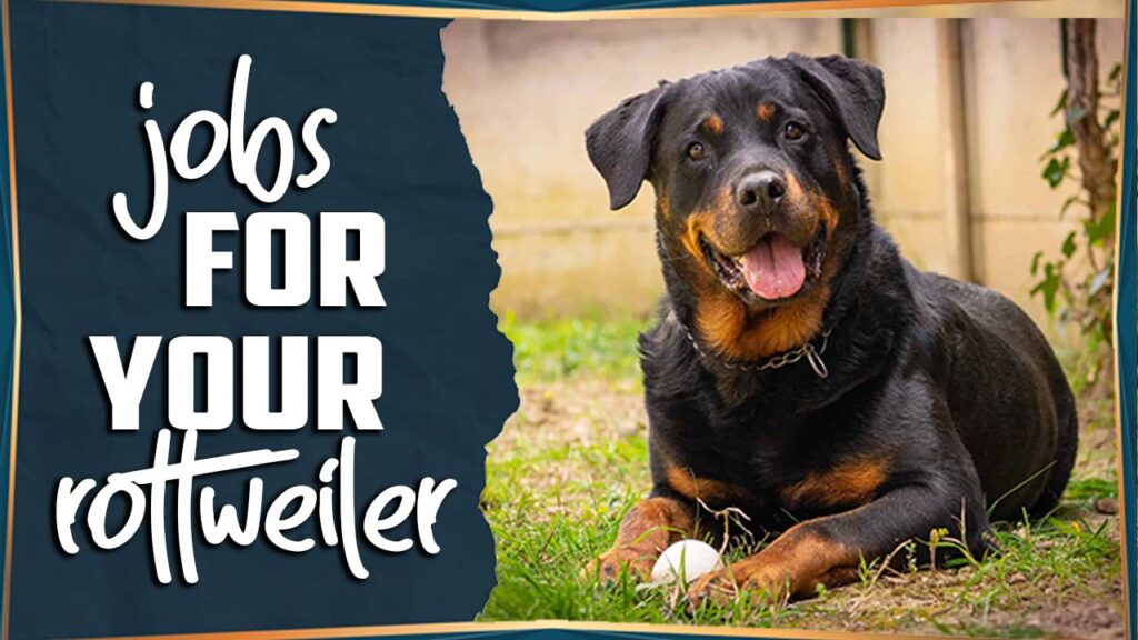 Jobs For Your Rottweiler - A Comprehensive Guide