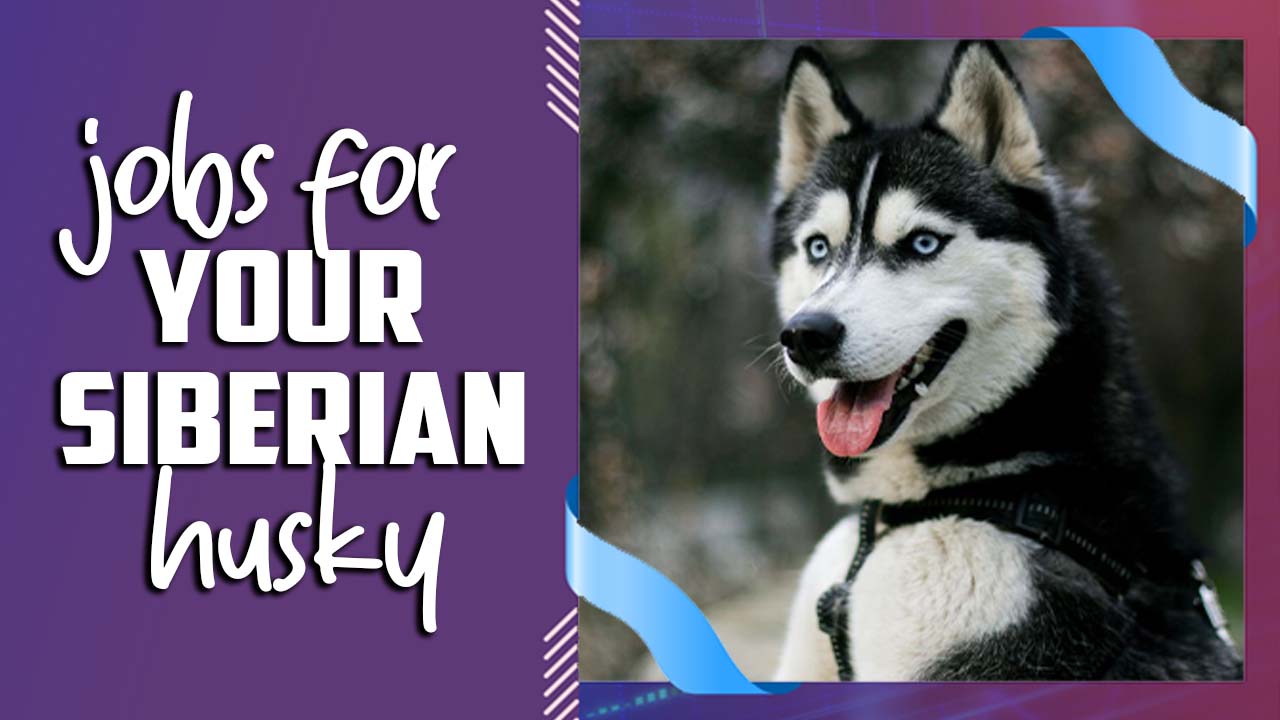 Jobs For Your Siberian Husky