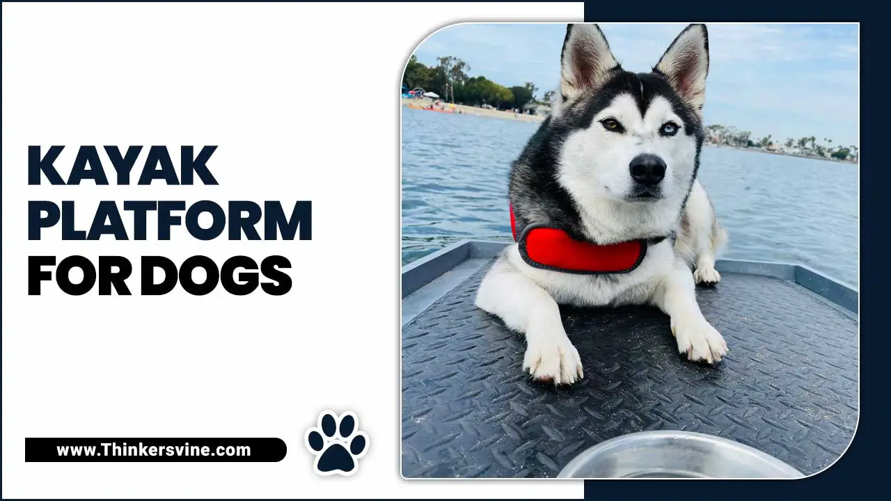 Kayak Platform For Dogs
