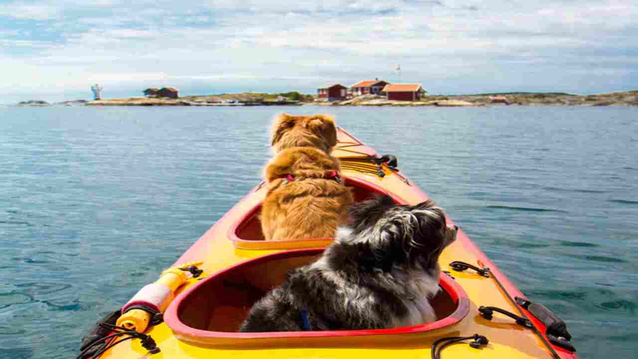 Kayaking With Dogs - Everything You Need To Know