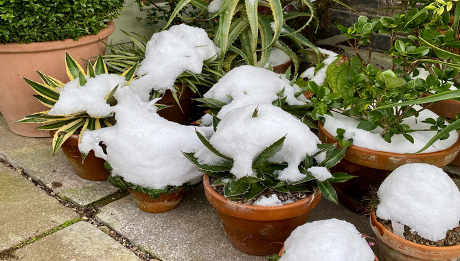 Keeping Tender Plants Safe