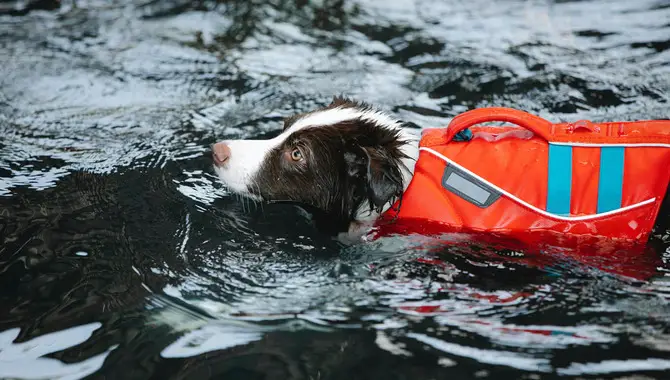 Keeping Your Dog Warm With A Life Jacket