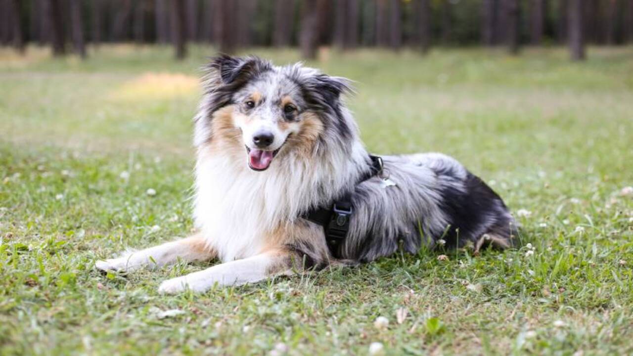 Key Characteristics Of The Blue Merle Sheltie Breed