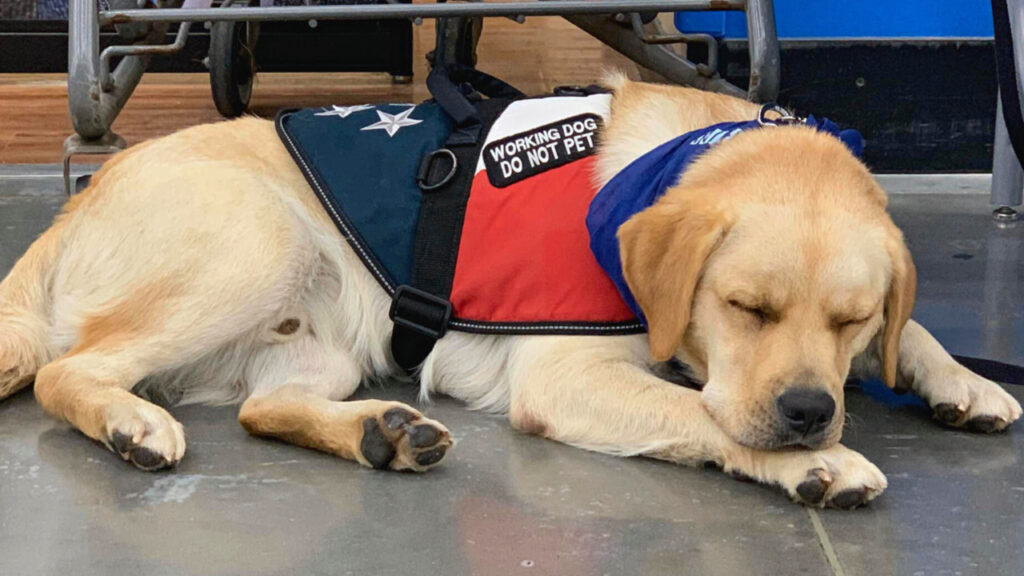 Service Dog Laws Nova Scotia Empowering Canine Heroes!