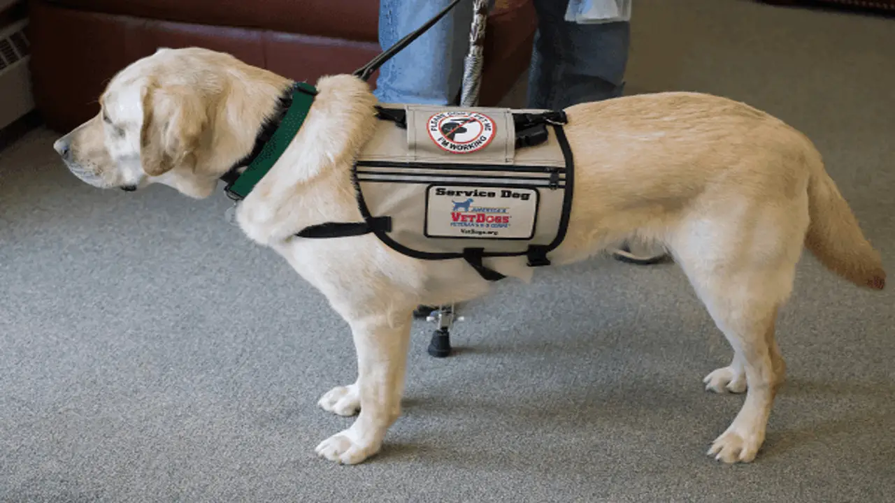 Legal Rights Of Service Animals In Missouri