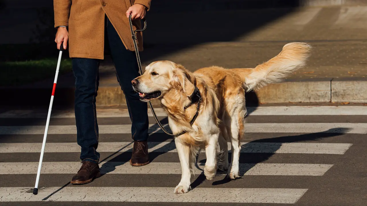 Maintaining A Service Dog