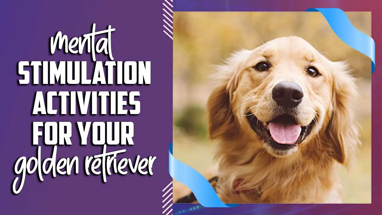 Mental Stimulation Activities For Your Golden Retriever
