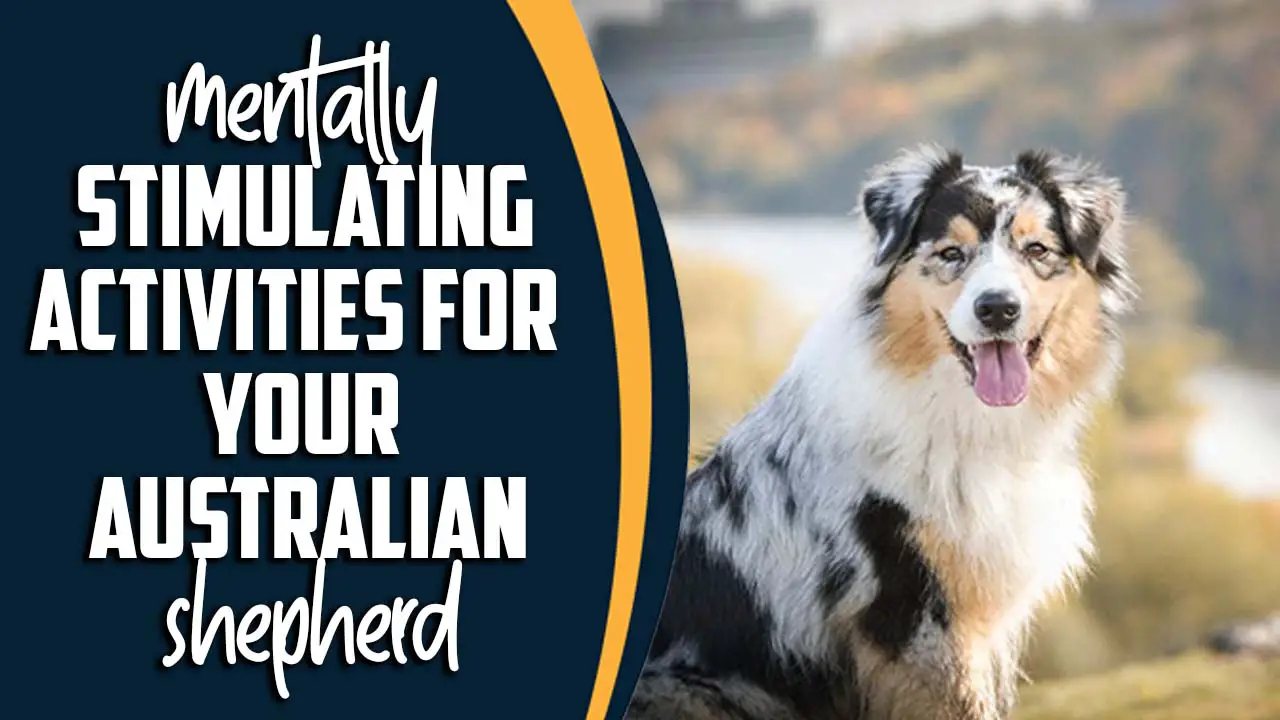 Mentally Stimulating Activities for Your Australian Shepherd