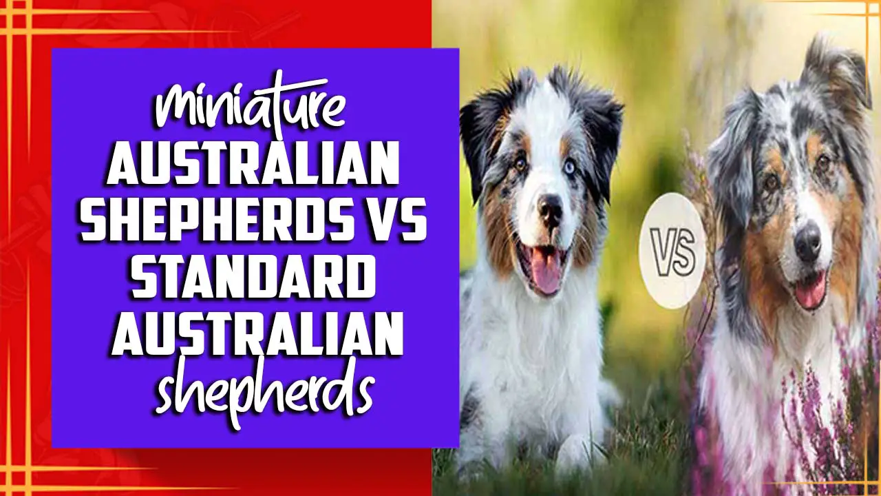 Miniature Australian Shepherds Vs Standard Australian Shepherds