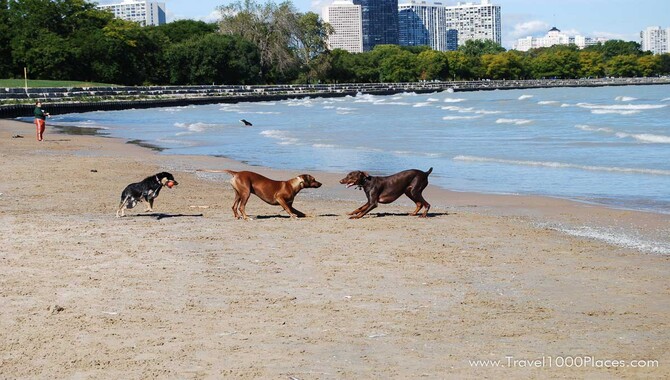Montrose Dog Beach, Illinois