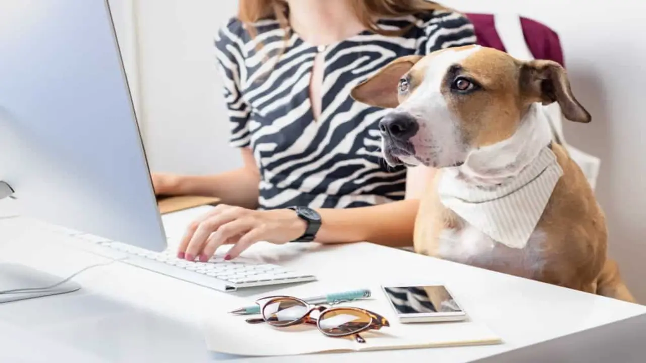 Navigating Emotional Support Animals In The Workplace