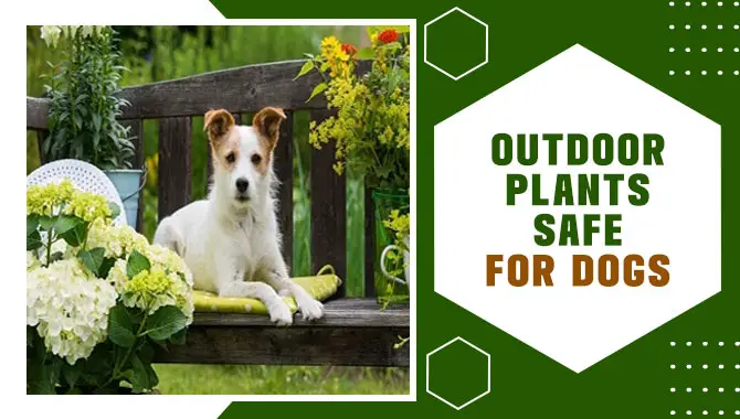 Outdoor Plants Safe For Dogs