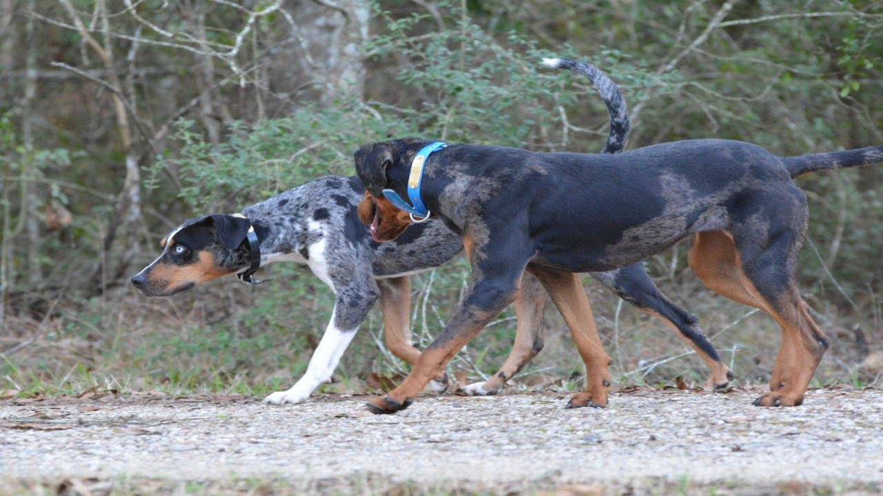 Pegoda Ranch Catahoula Leopard Dogs